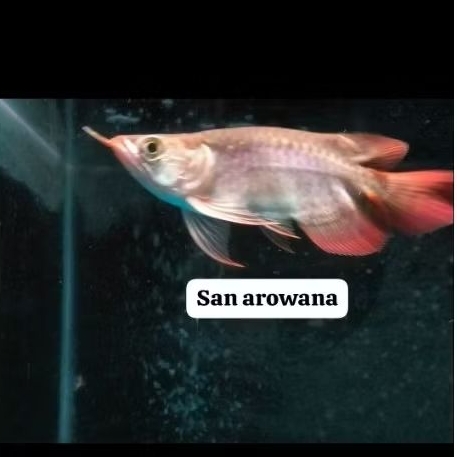 arowana itl short body sr Chili premium grade A super red sb itl