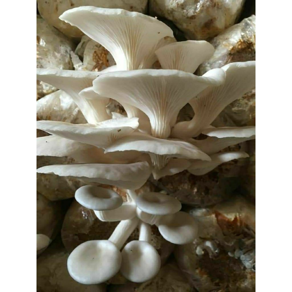 

BEGLOG JAMUR TIRAM PUTIH 18 PCS