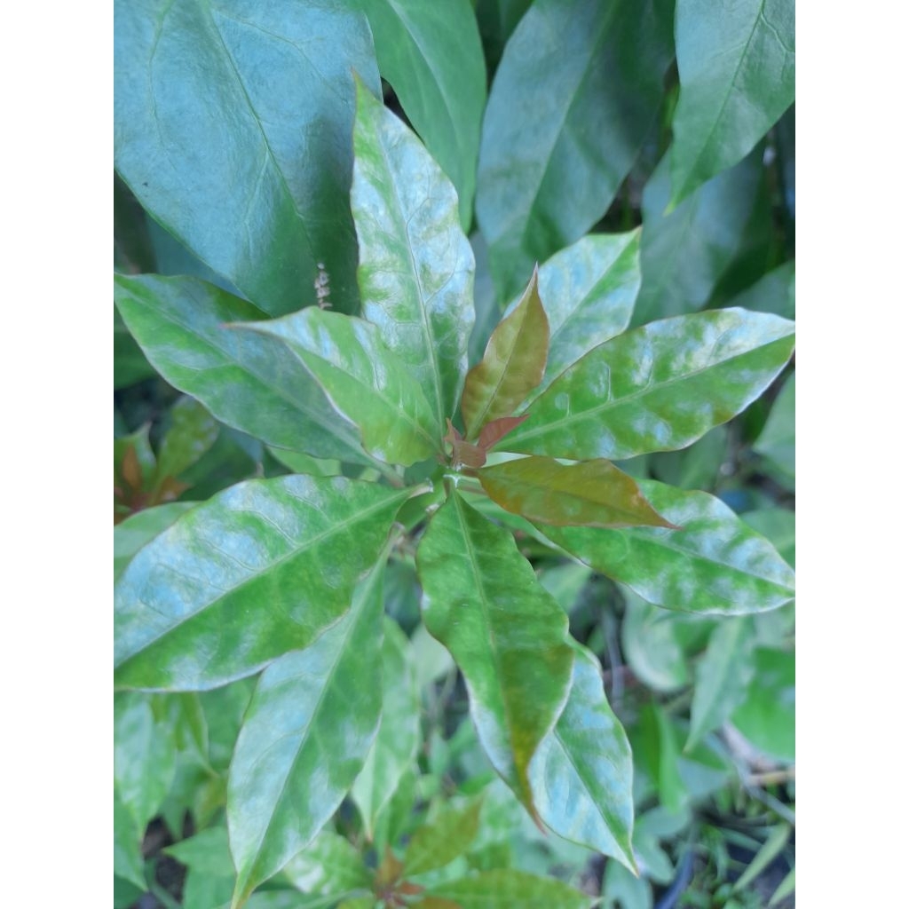 

Daun Jarum Tujuh Bintang 50 gram