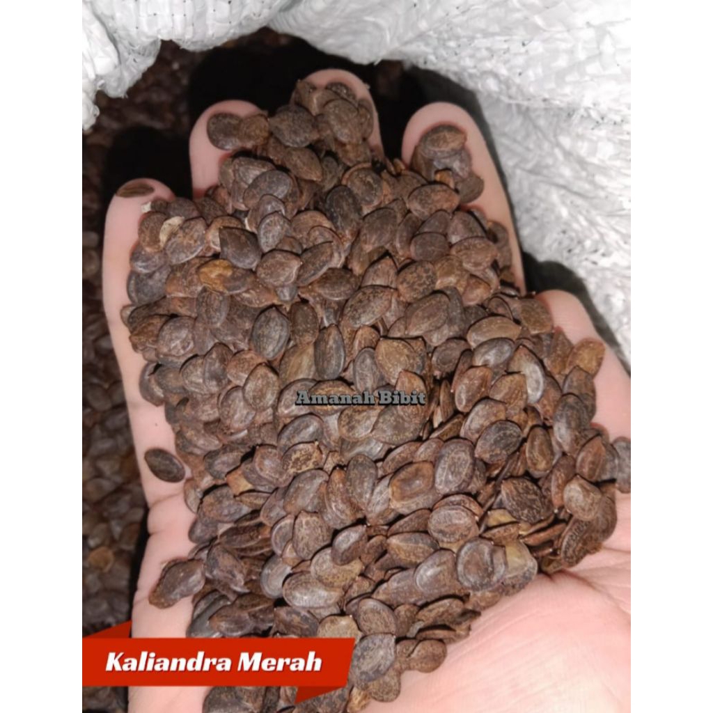 Biji Bibit Kaliandra merah 1 kg