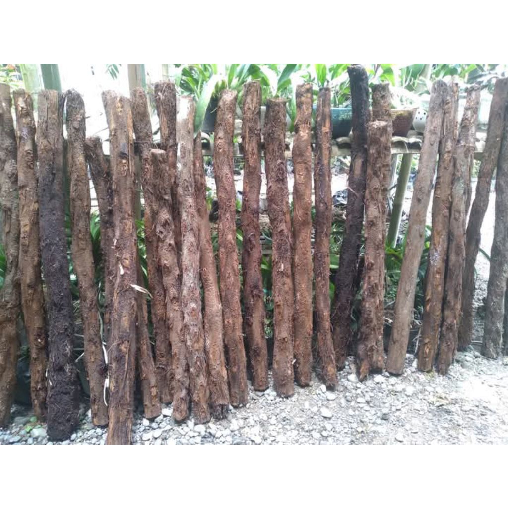 Batang pakis /akar pakis media tempel anggrek