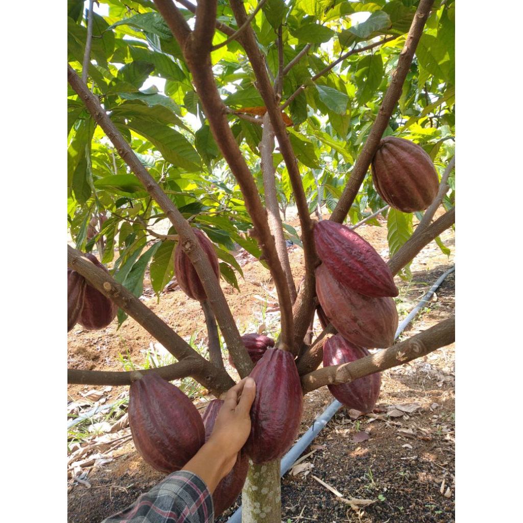

Buah kakao coklat mcc 02 jaminan bagus