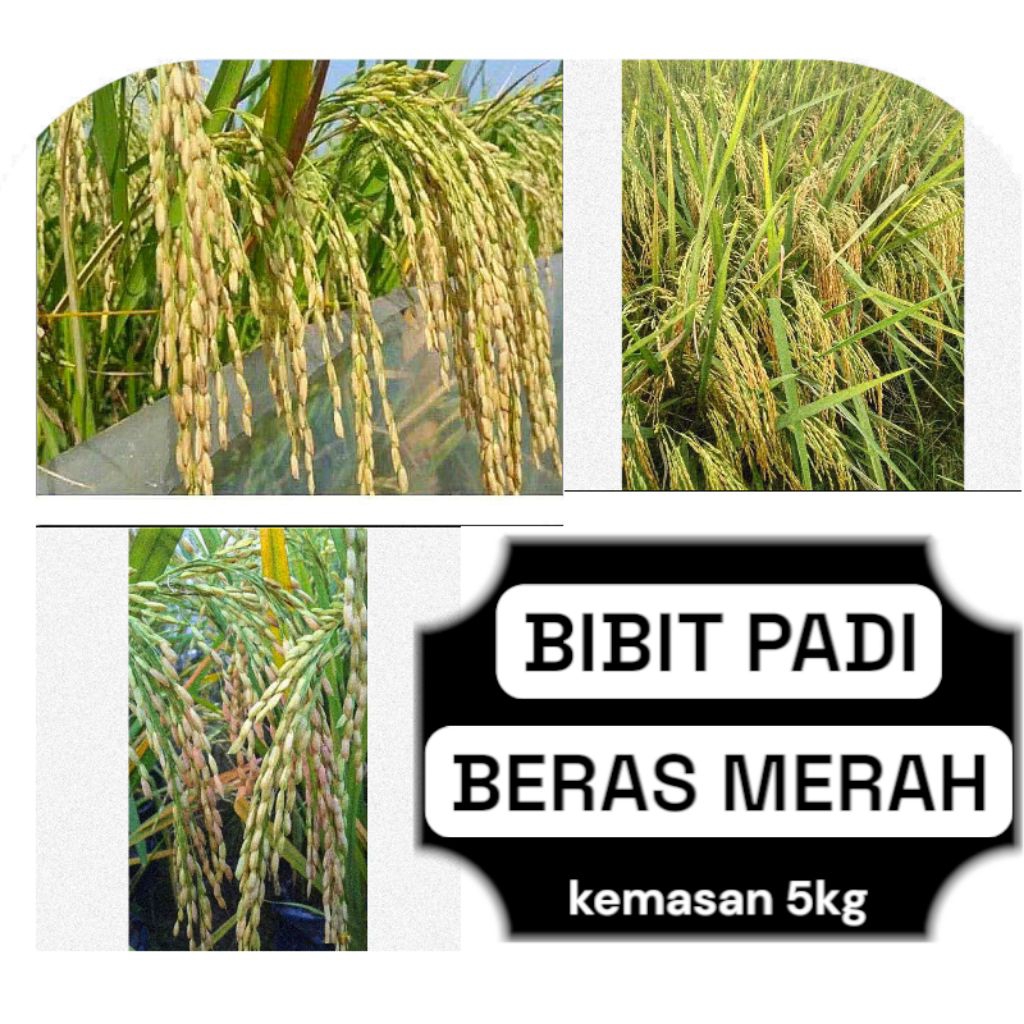 Benih Padi Beras Merah Bibit padi kemasan 5kg