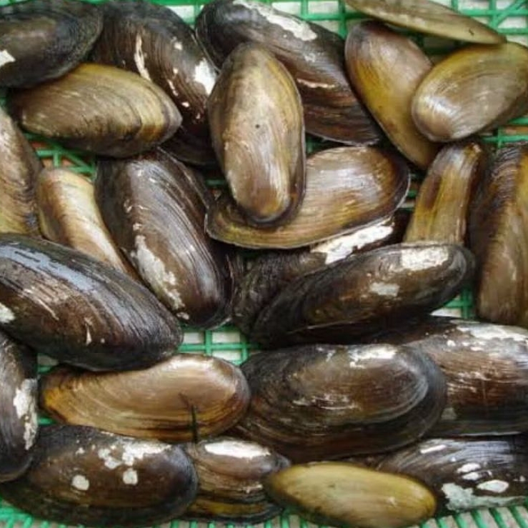 Kerang Kijing, Kerang Air Tawar KONDISI HIDUP, Berat 1KG