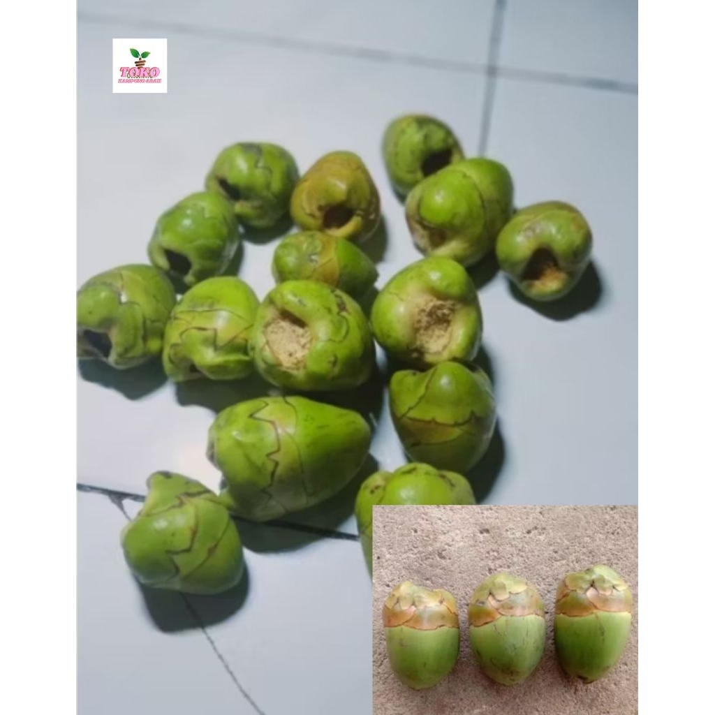 

buah kelapa beluluk cengkir