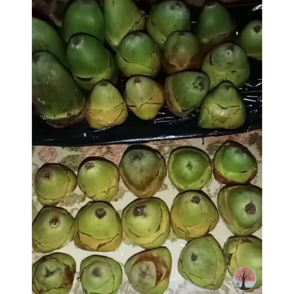 

BELULUK KELAPA KELAPA KECIL KELAPA MINI HERBAL