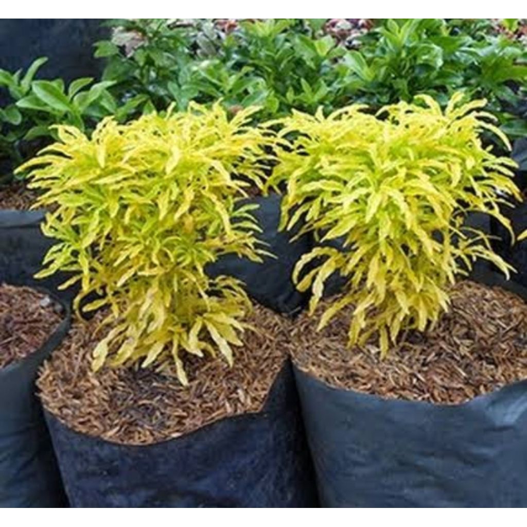

tanaman brokoli kuning