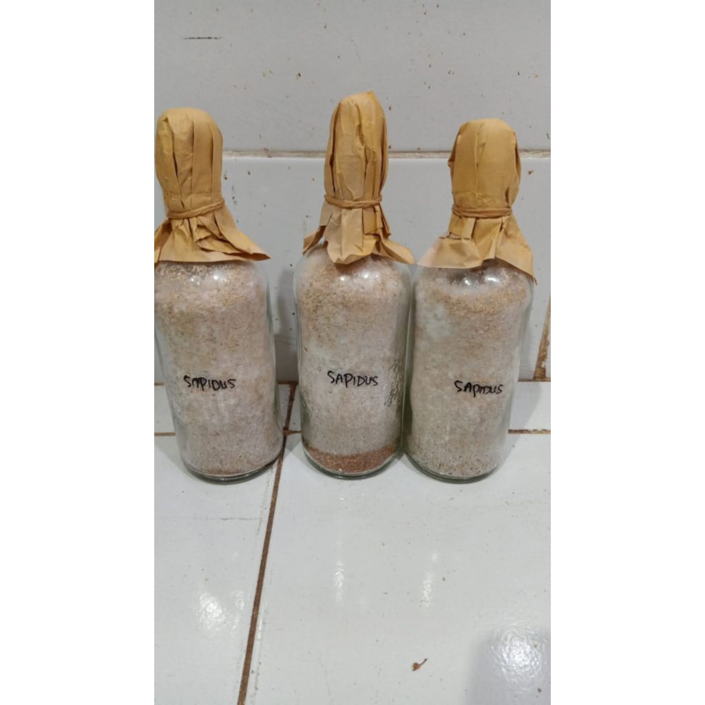 bibit jamur