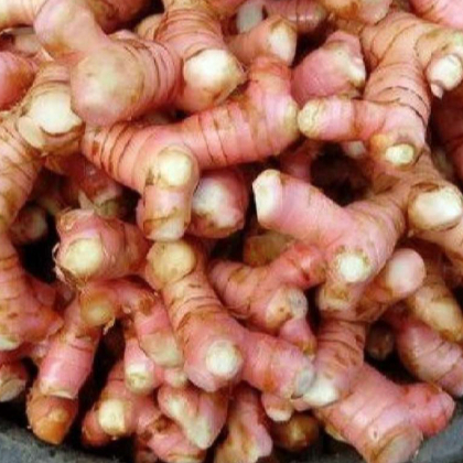 

Lengkuas Segar Berkualitas (500gram)