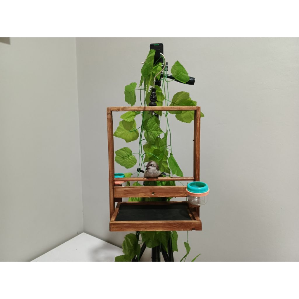 Sangkar Burung Layang Aesthetic Coklat Walnut Model Polos