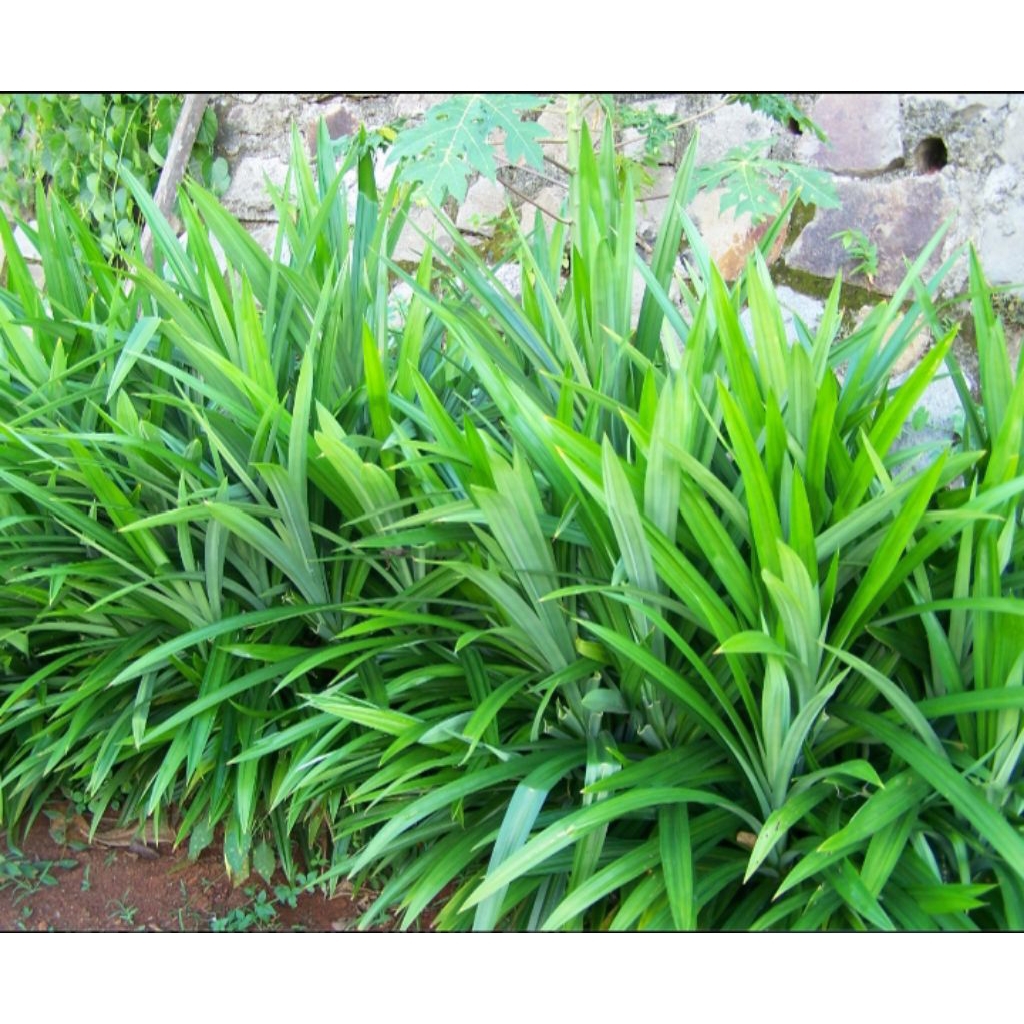 

Daun Pandan Wangi 20 Helai/Lembar