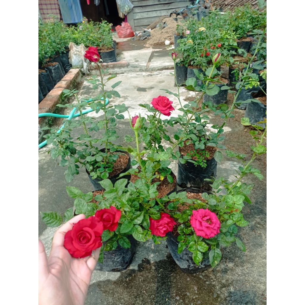 Mawar Holland Indukan Merah