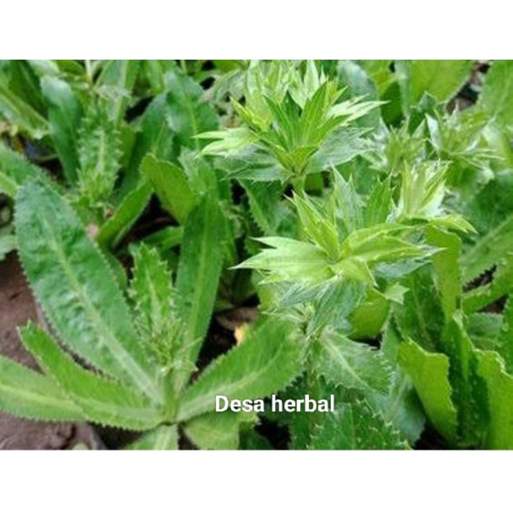 

Daun walang sangit segar 200 gram