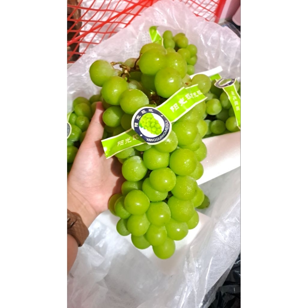 

[BUAH FRESH BJM] Ready!! Anggur Muscat Hijau manis tanpa biji