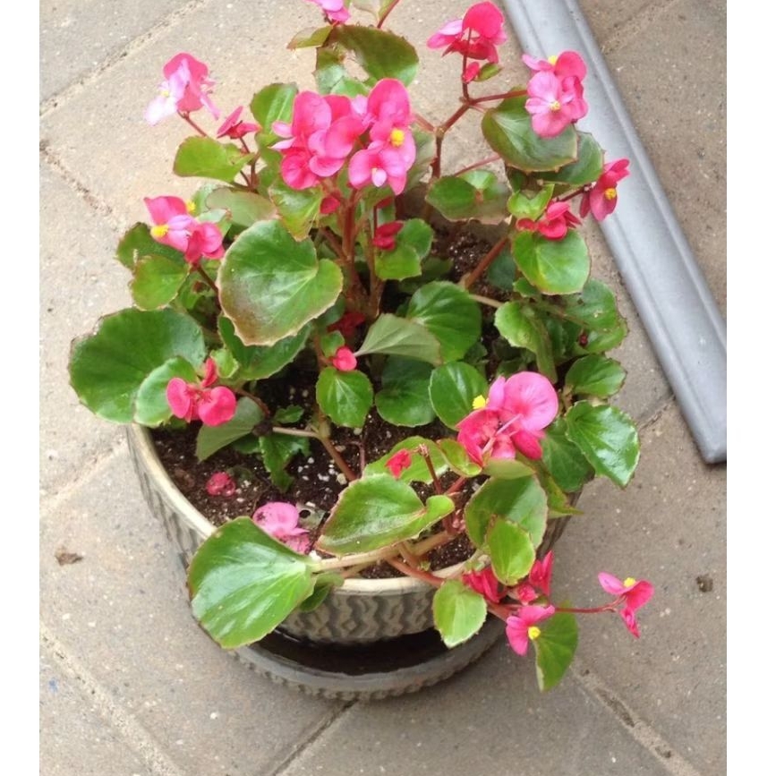 Tanaman Hias Gantung Begonia/bibit tanaman hias begonia gantung