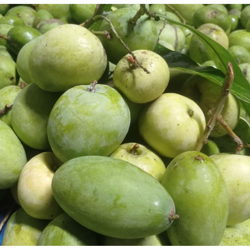 

mangga muda,1 kg mangga rujak cocok buat rujakan