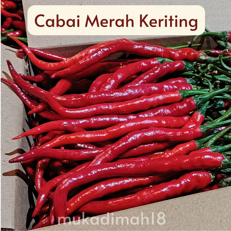 

Cabe cabai merah keriting 1/2kg murah cabai cabe merah keriting 500g 500 gram murah fresh