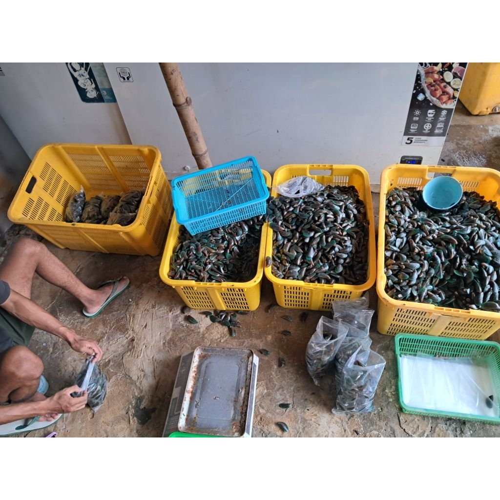 

Kerang Hijau Fresh Segar