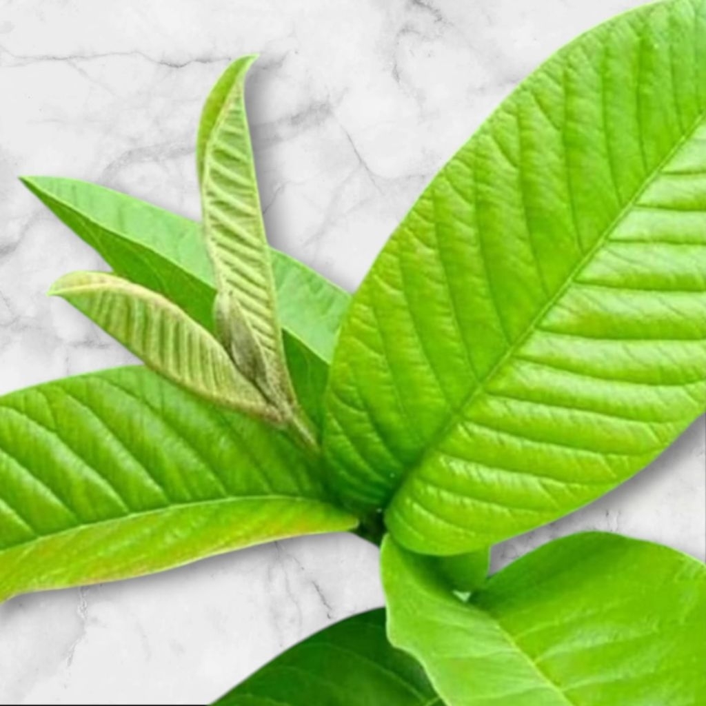 

daun jambu biji segar 250gr