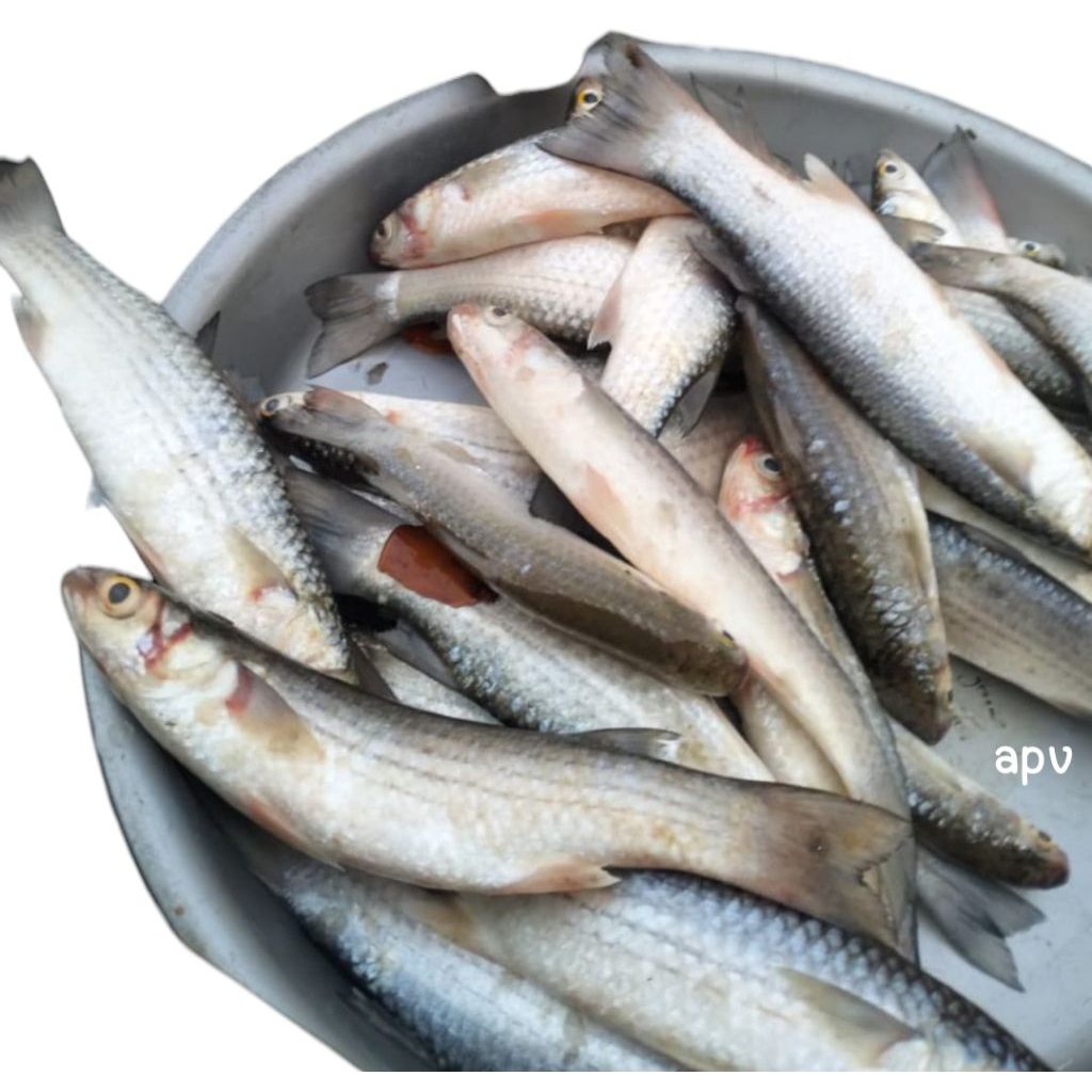 

ikan belanak segar fresh 1 kg