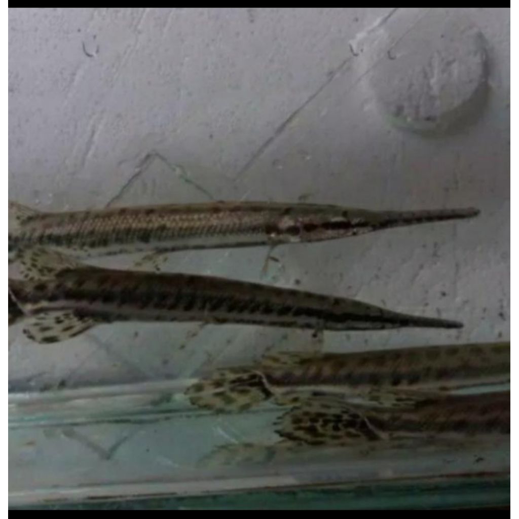 FLORIDA  GAR UKURAN 10-12 CM