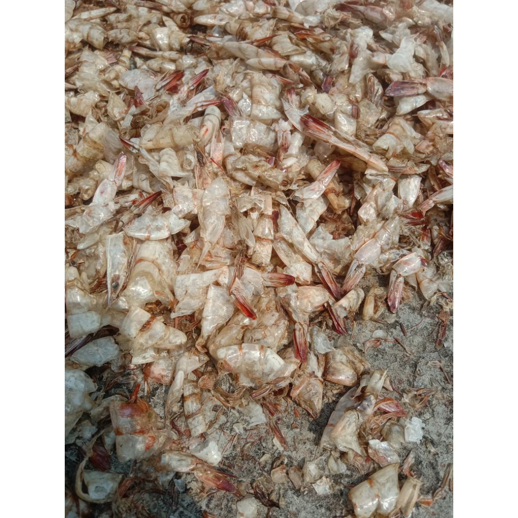 

kulit udang kering fresh