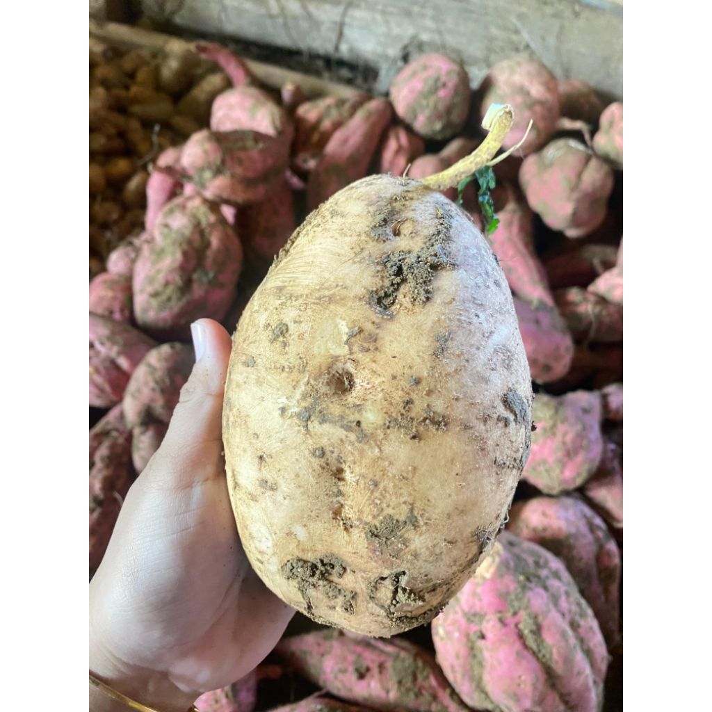 

Ubi jalar/Ubi rambat/Muntul 1kg
