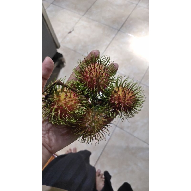 

Rambutan binjai