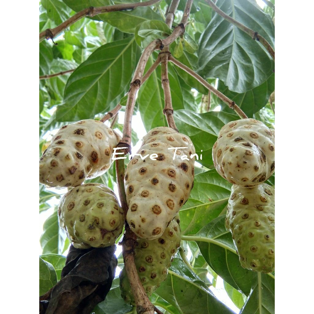 

BUAH MENGKUDU 1KG / BUAH PACE / MENGKUDU / PACE