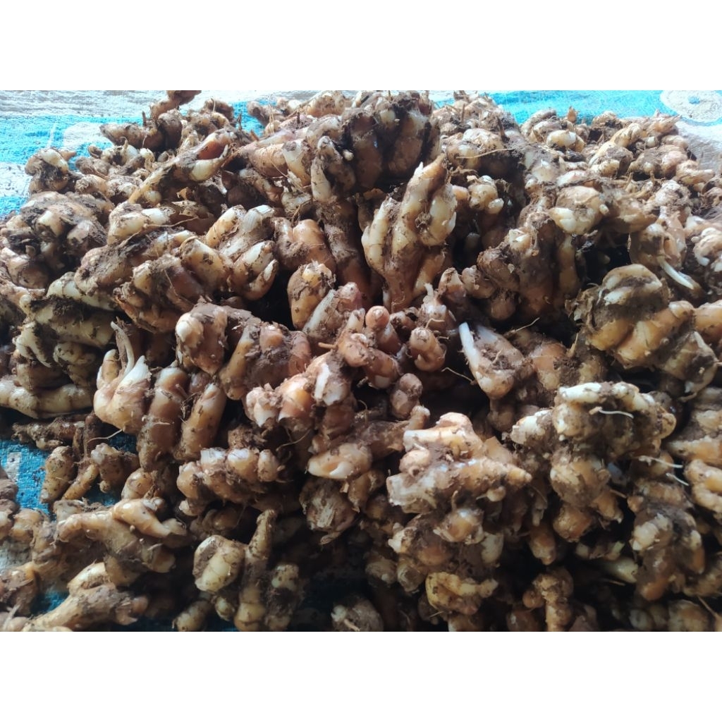 

kencur segar segar 1 kg kencur besar 1 kg kencur tua 1 kg kencur murah pandeglang