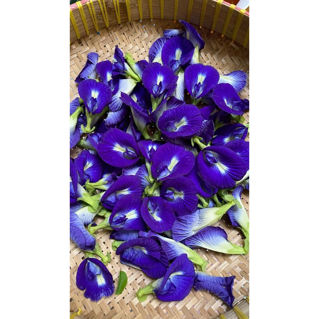 

teh herbal bunga tlang biru