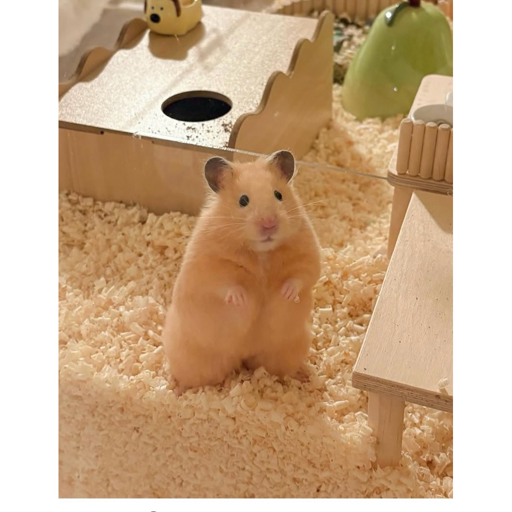 HAMSTER / MARMUT  hidup LUCU BALI DENPASAR