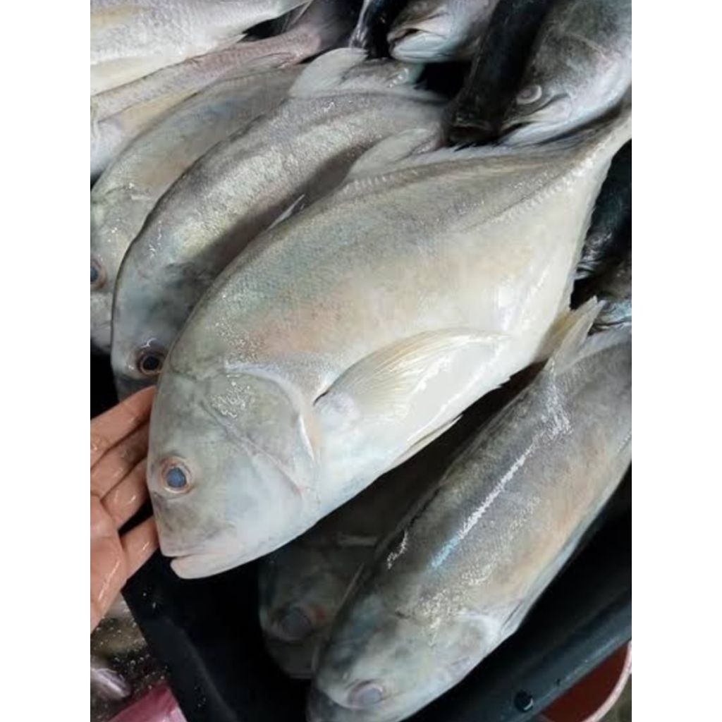 

Ikan Kuwe Bongkok Kuwe Tengkek Segar seafood Hasil laut 1 kg
