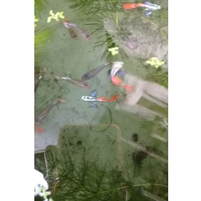 Guppy PRTDE | Ikan Hias Guppy PRTDE | PRTDE Murmer