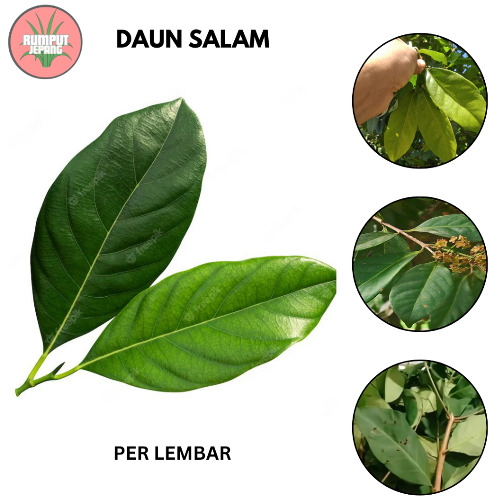 

Daun salam untuk kesehatan dan Bumbu dapur | per lembar