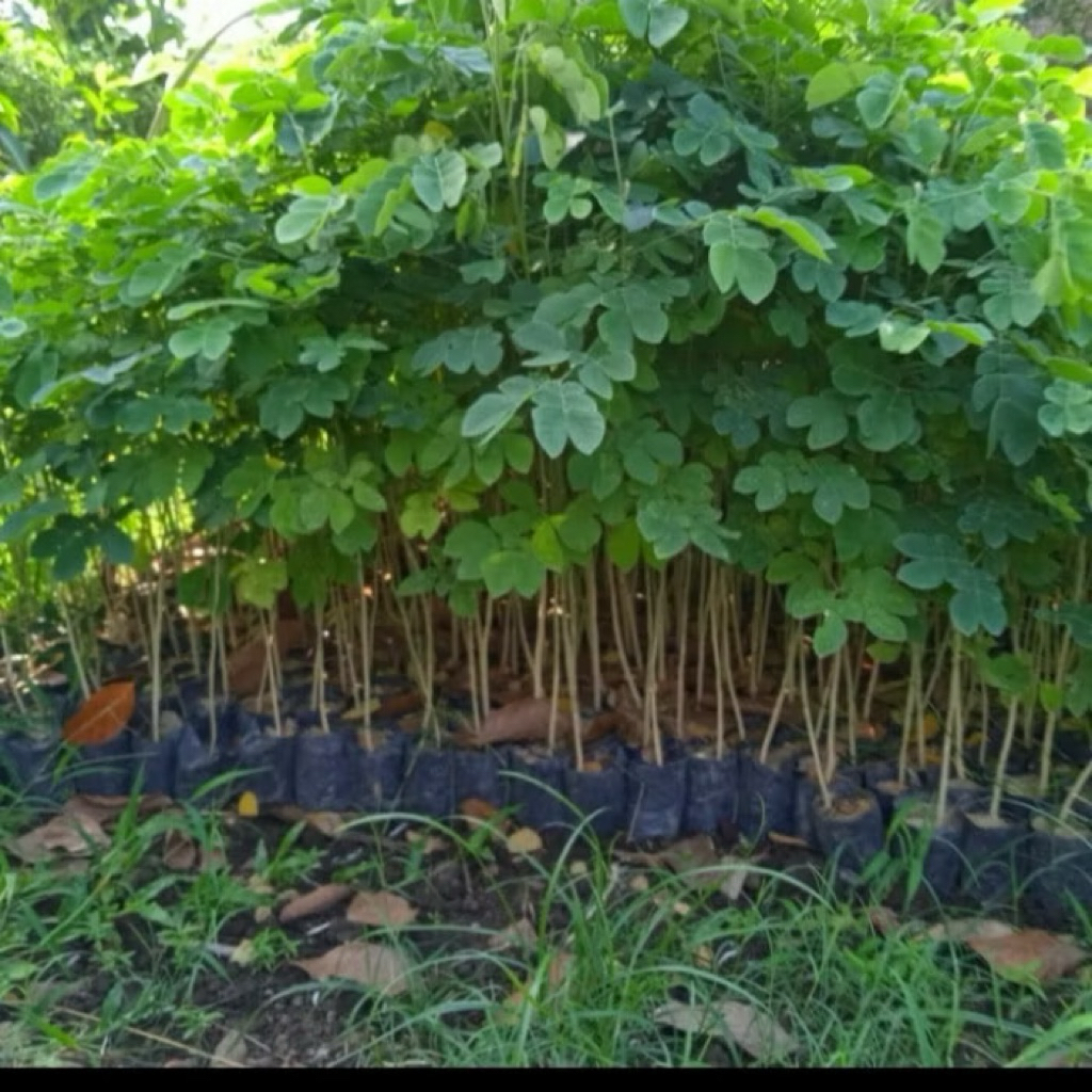 BIBIT TREMBESI SUPER BIBIT UNGGUL TREMBESI