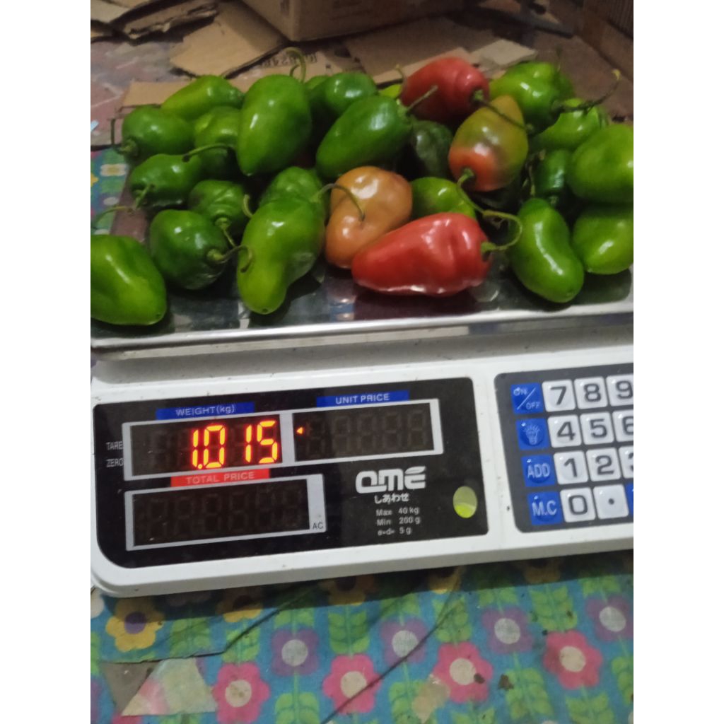 

CABE GENDOT viral KHUSUS LUAR PULAU JAWA FREE BUBLEWRAP