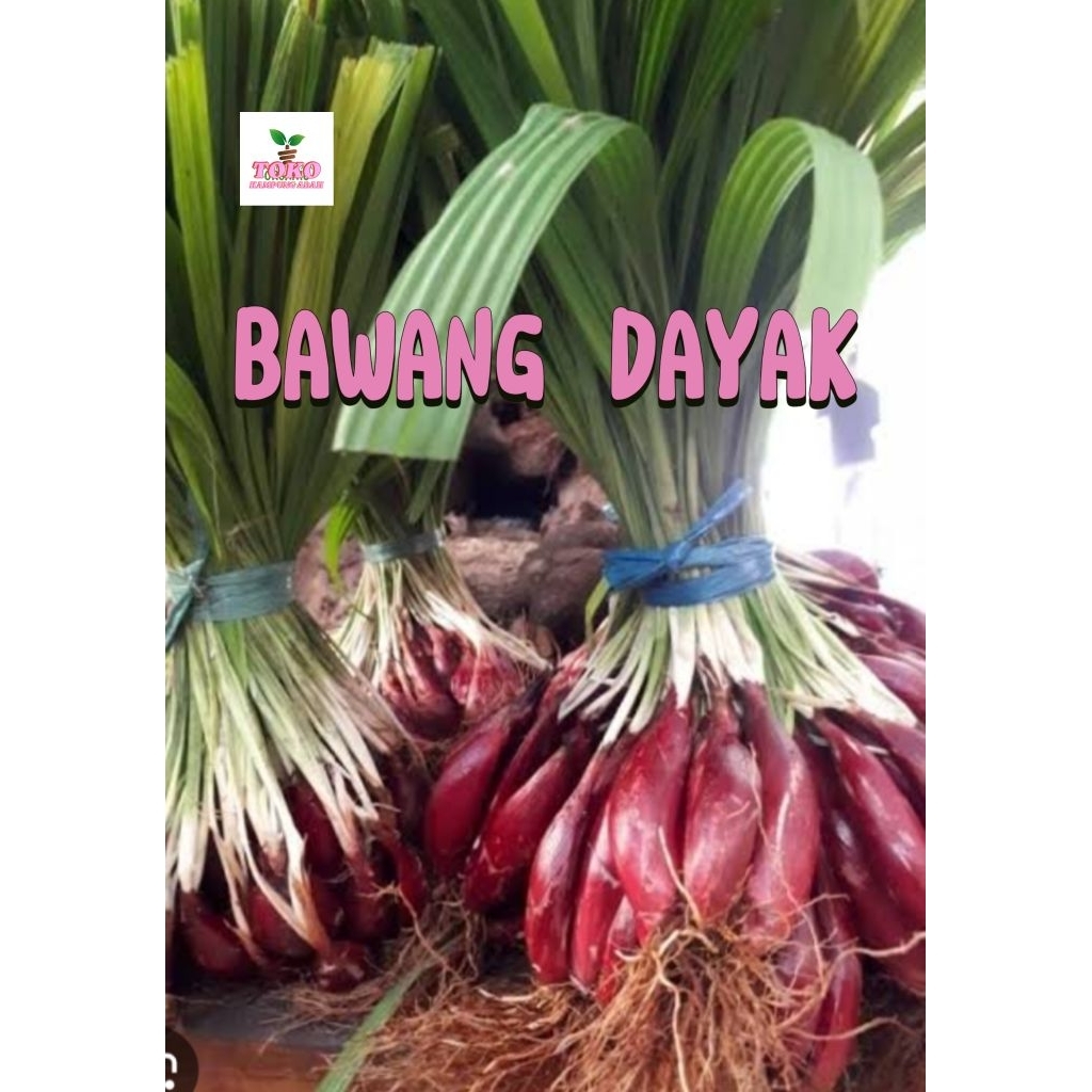 

bawang Dayak segar fresh