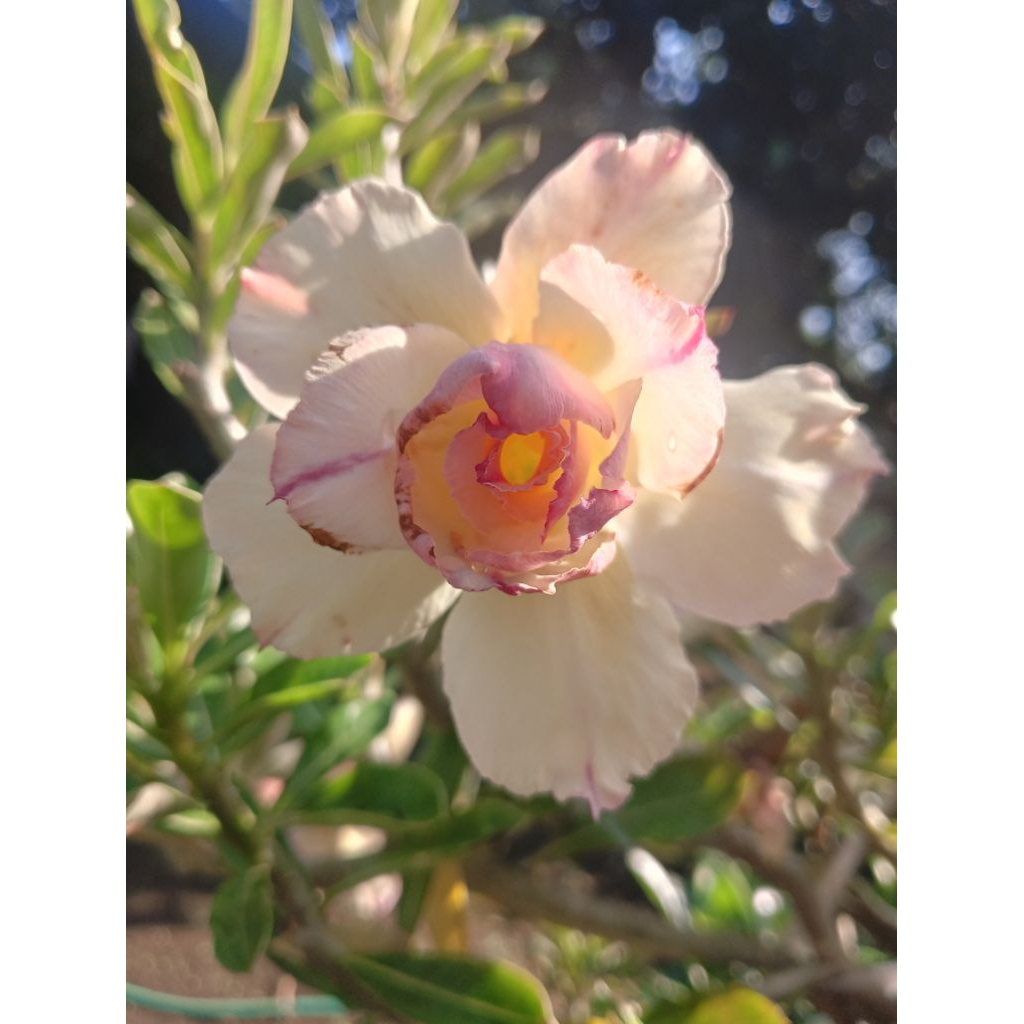 Entres Adenium Aromatic Siam