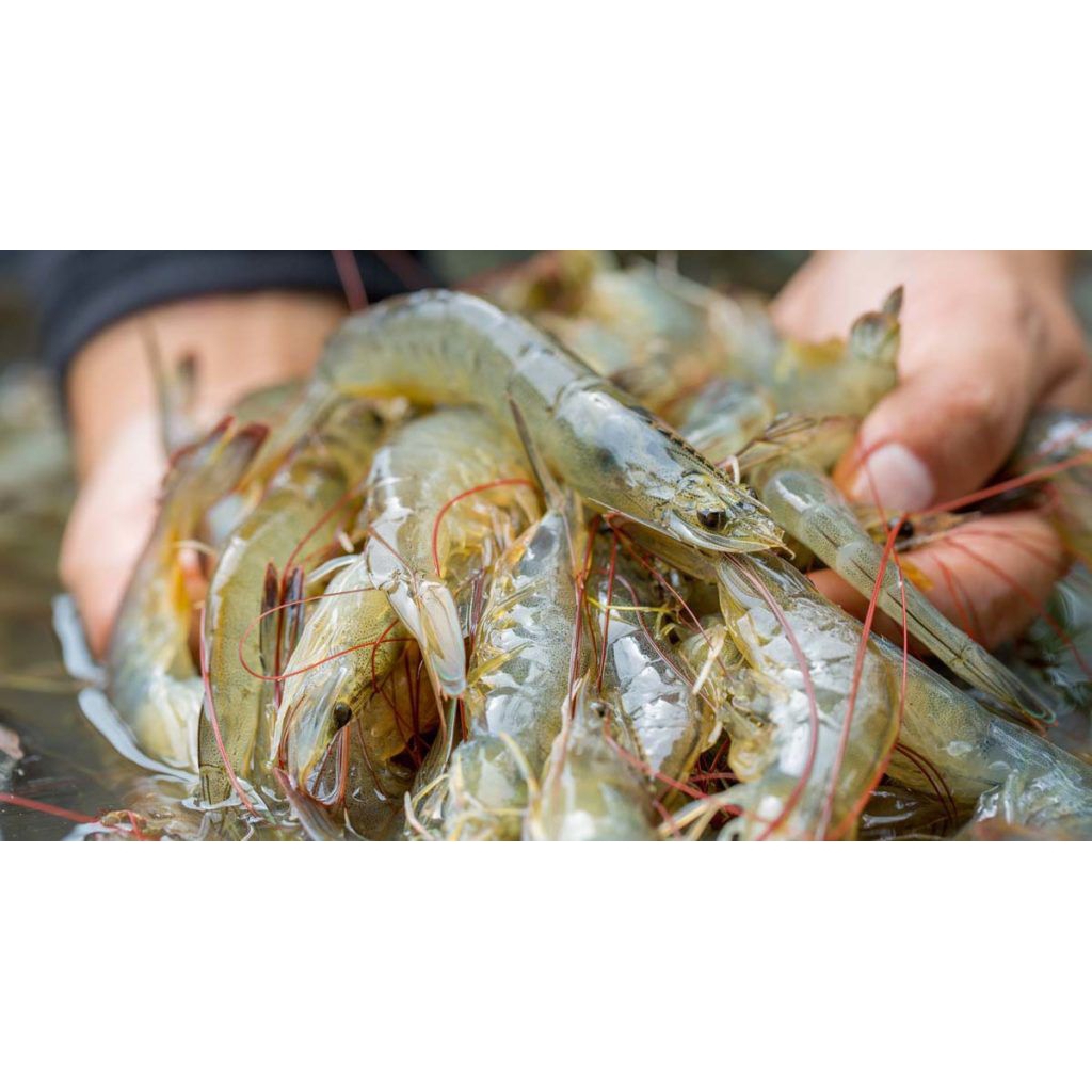 

Fiffa Jaya Udang vaname, Udang Kupas Beku murah, udang 1kg