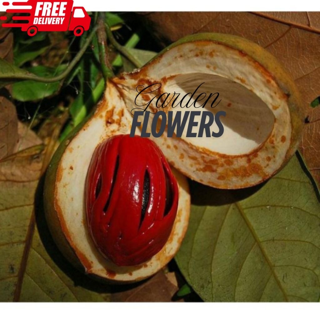 

BUAH PALA UTUH REMPAH REMPAH SEGAR GLOTOKAN TERMURAH