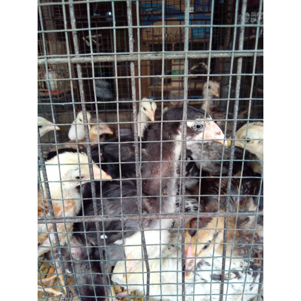 AYAM KAMPUNG UMUR 1 BULANAN