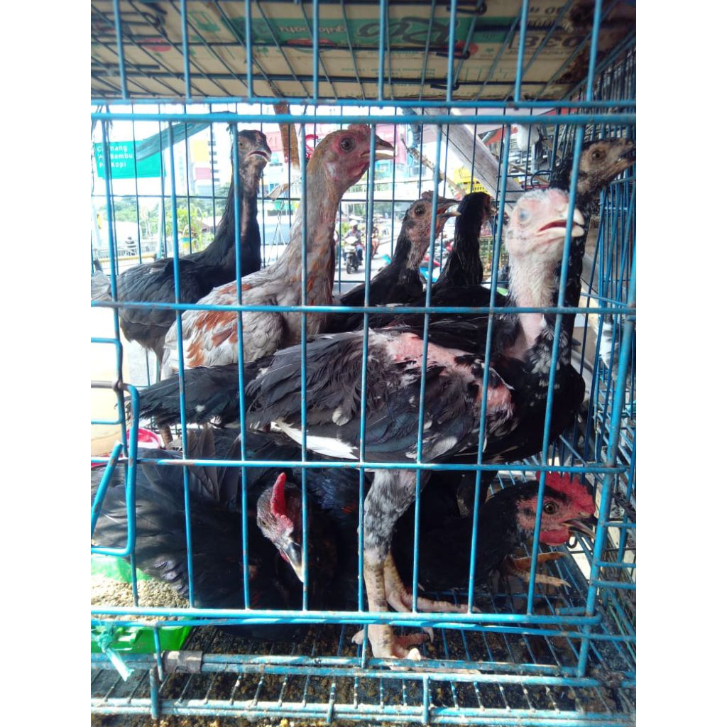 AYAM KAMPUNG UMUR 2 BULAN