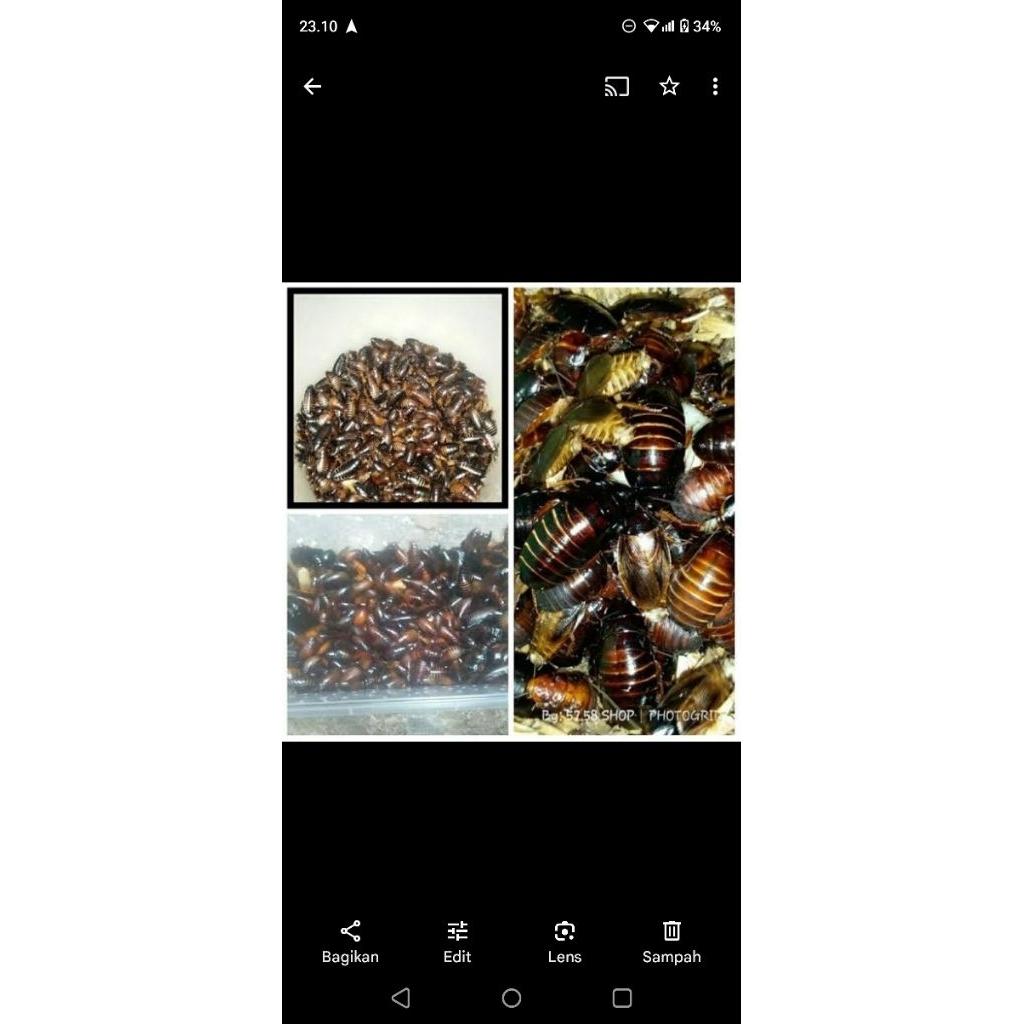 kecoa batu cere umpan Galatama lele 120 ekor jumbo