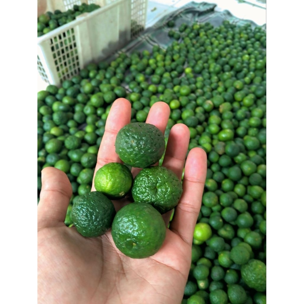 

jeruk limau langsung dipetik dari kebun