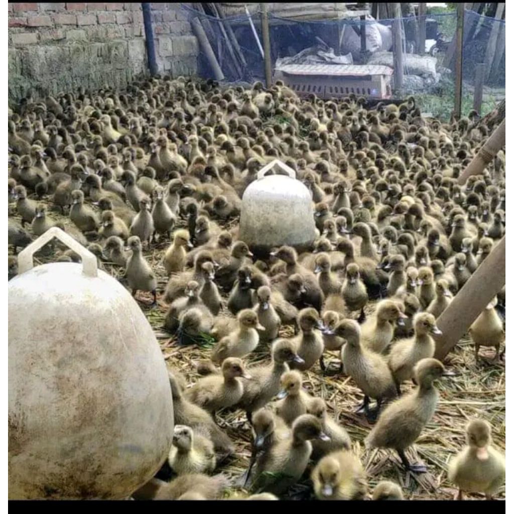 DOD BEBEK LOKAL PEJANTAN SUPER