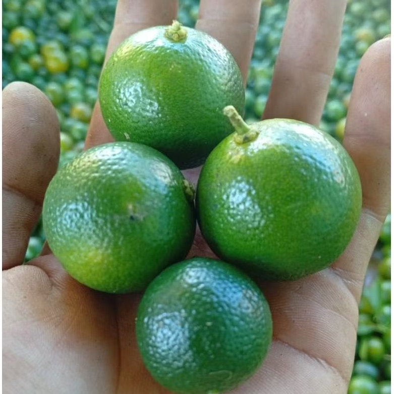 

Jeruk Sonkit Premium fresh jeruk kunci jeruk kalimasi jeruk lemon cui