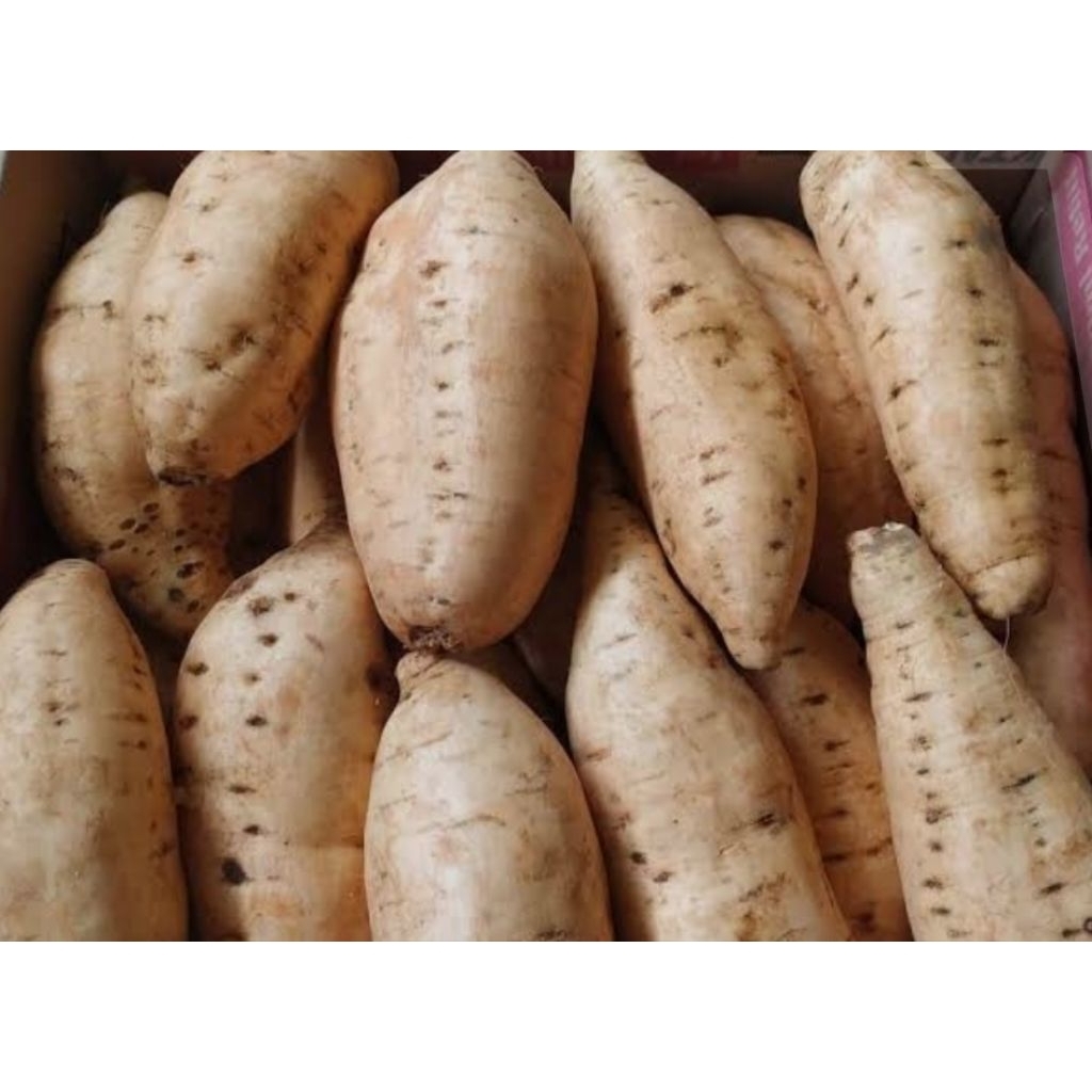 

1kg UBI MADU UBI CILEMBU MENTAH