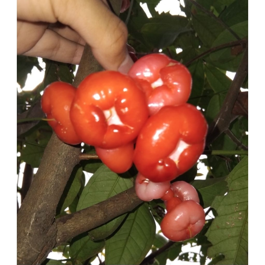

buah rujak, jambu petis, jambu rujak, buah petis mantap