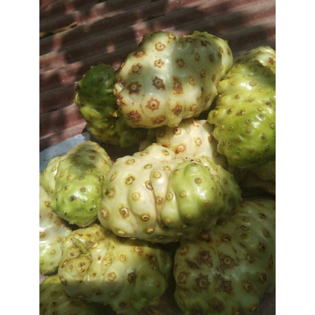 

cangkudu /mengkudu/pace